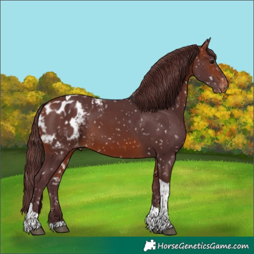 Horse Color:Chocolate Bay Tobiano Skewed Appaloosa 