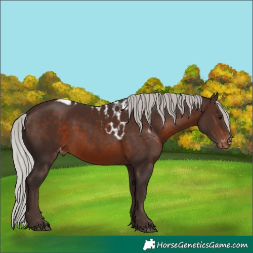 Horse Color:Silver Brown Skewed Appaloosa Rabicano 