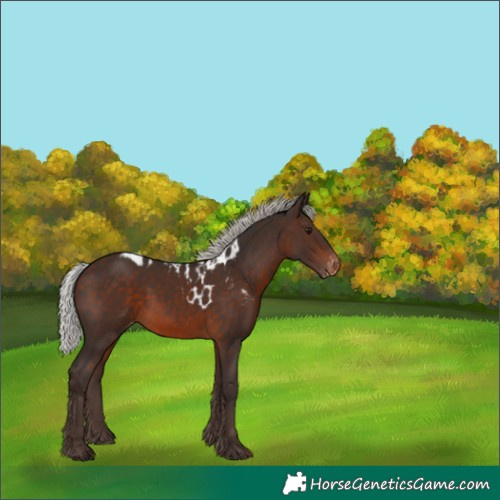 Horse Color:Silver Brown Skewed Appaloosa Rabicano 