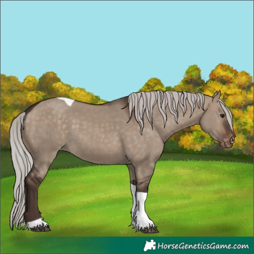 Horse Color:Silver Brown Dun Tobiano Skewed Appaloosa Rabicano 