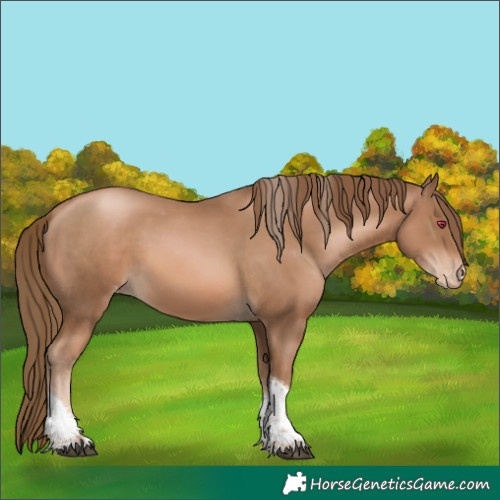 Horse Color:Liver Chestnut Pearl Tobiano Skewed Appaloosa 
