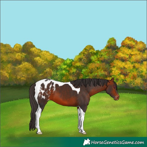 Horse Color:Bay Tobiano Appaloosa 