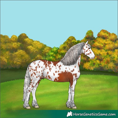 Horse Color:White Spotted Chocolate Silver Bay Splash Skewed LP Spotted 