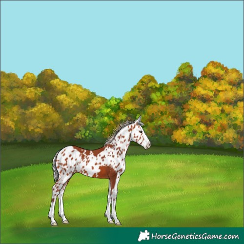Horse Color:White Spotted Chocolate Silver Bay Splash Skewed Appaloosa 