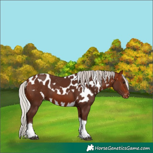 Horse Color:Silver Bay Tobiano Skewed LP Spotted Rabicano