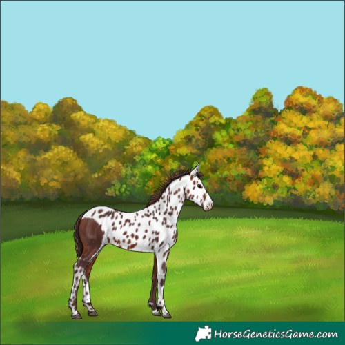 Horse Color:Chocolate Bay Skewed Appaloosa
