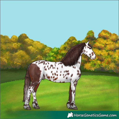 Horse Color:Chocolate Bay Skewed LP Spotted