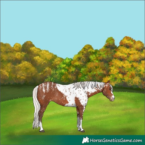 Horse Color:Powder White Silver Brown Skewed LP Spotted Rabicano 