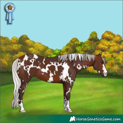 Horse Color:White Spotted Silver Bay