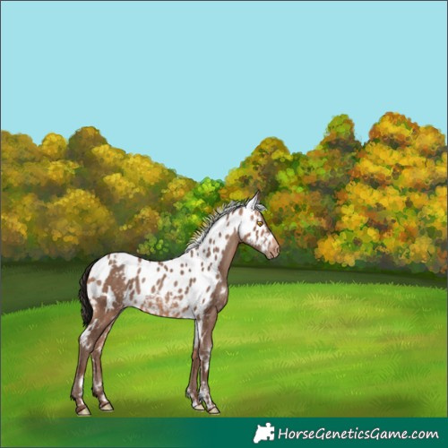 Horse Color:White Spotted Amber Champagne Skewed Appaloosa 