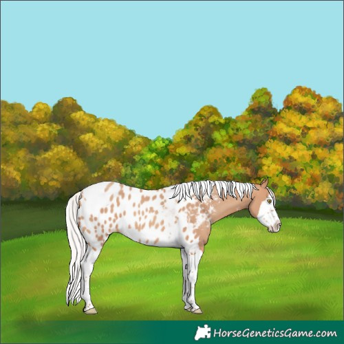 Horse Color:Silver Sable Champagne Splash Tobiano Skewed LP Spotted