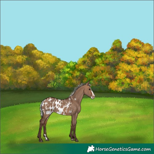 Horse Color:Silver Brown Dun Splash Skewed Appaloosa 