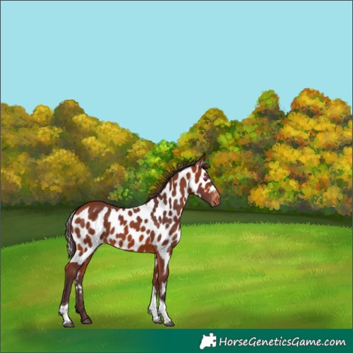 Horse Color:Chocolate Bay Tobiano Skewed Appaloosa Rabicano 