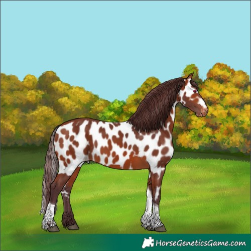 Horse Color:Chocolate Bay Tobiano Skewed LP Spotted Rabicano