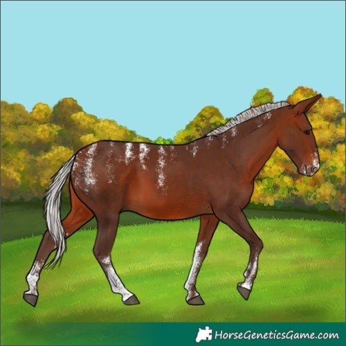 Horse Color:Powder White Silver Bay 