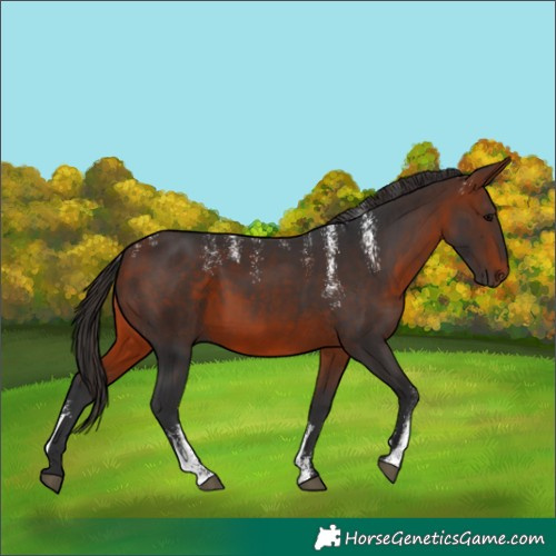 Horse Color:Powder White Bay