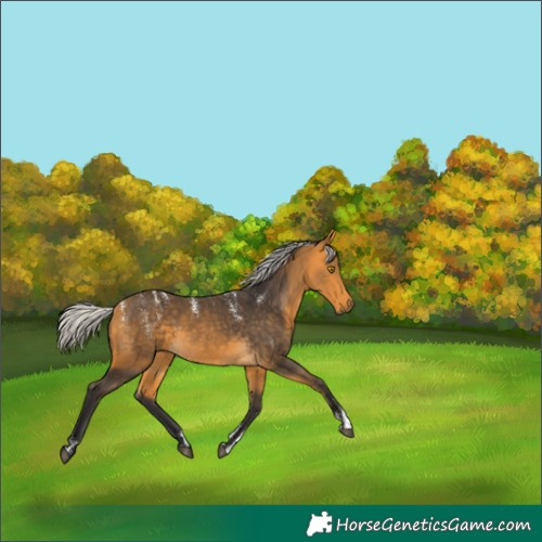 Horse Color:Powder White Silver Buckskin 