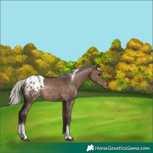 Horse Color:Silver Brown Dun Tobiano Appaloosa Rabicano 