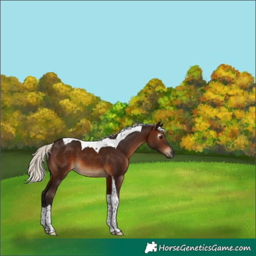 Horse Color:Gray Silver Brown Tobiano 