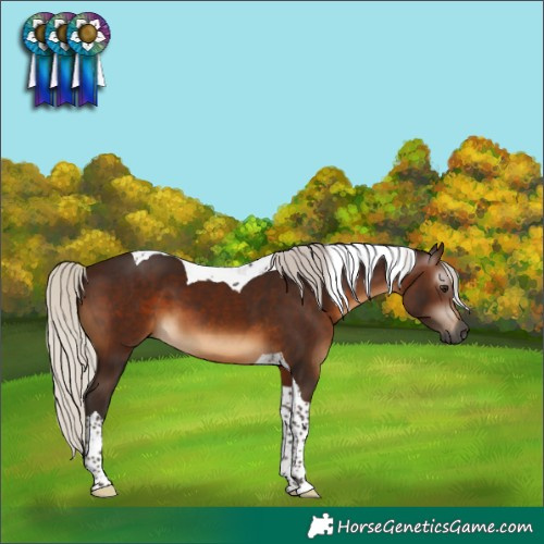 Horse Color:Gray Silver Brown Tobiano
