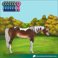 Horse Color:Gray Silver Brown Tobiano