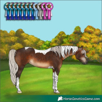 Horse Color:Gray Silver Brown Tobiano