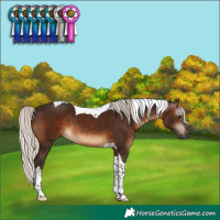 Horse Color:Gray Silver Brown Tobiano 