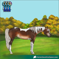 Horse Color:Gray Silver Brown Tobiano