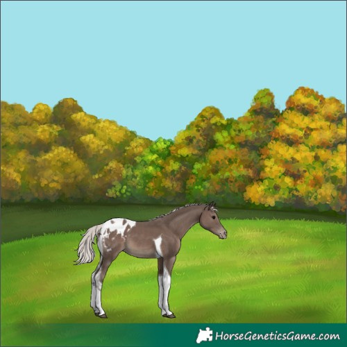 Horse Color:Silver Black Tobiano Appaloosa