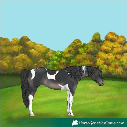 Horse Color:Black Tobiano Appaloosa 