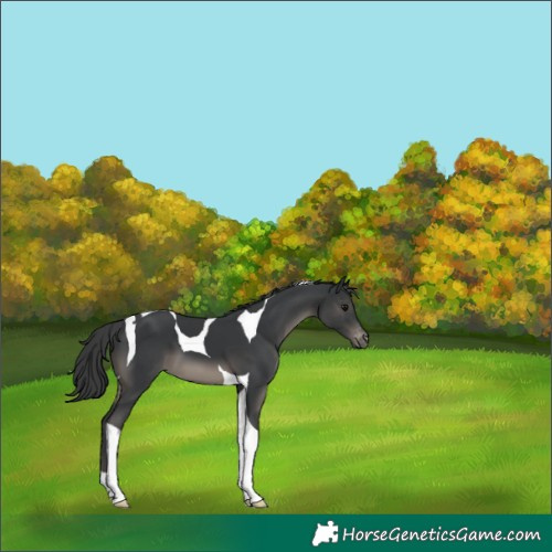 Horse Color:Black Tobiano Appaloosa 