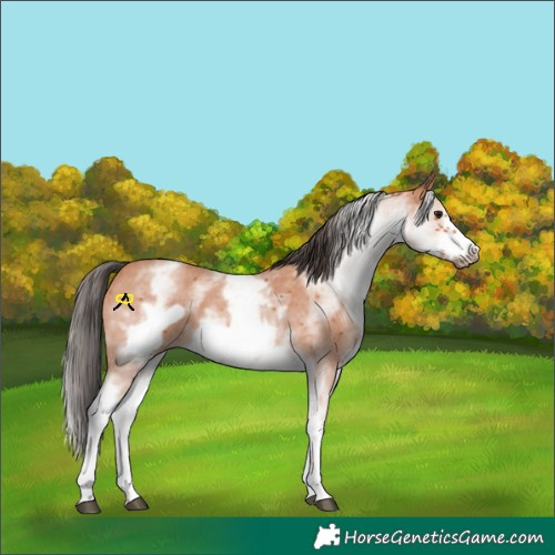 Horse Color:White Spotted Bay Sabino Frame 