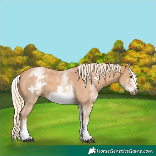 Horse Color:White Spotted Chestnut Sabino Frame