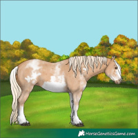 Horse Color:White Spotted Chestnut Sabino Frame 