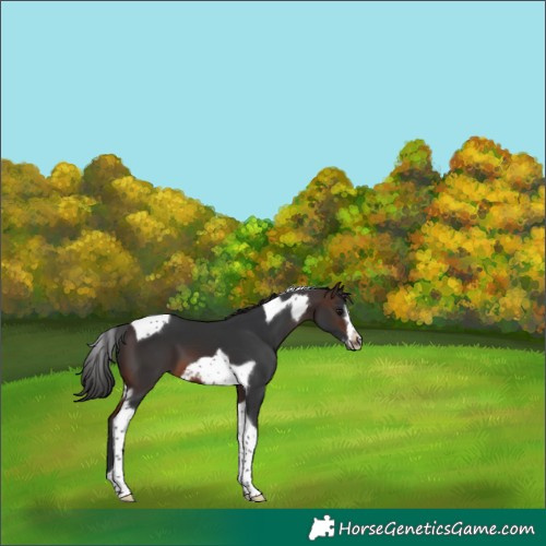 Horse Color:Brown Tobiano Frame 