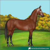 Horse Color:Gray Bay 