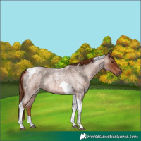 Horse Color:Red Roan Tobiano