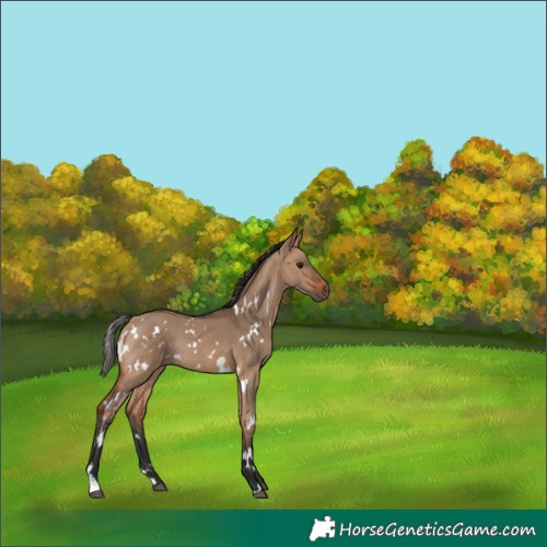 Horse Color:Unknown 