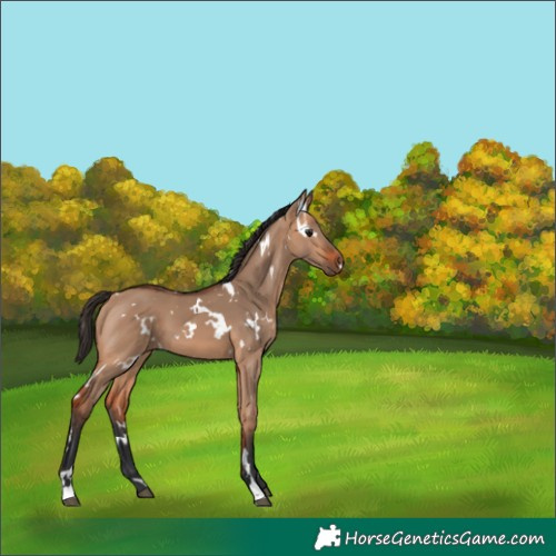 Horse Color:Unknown 