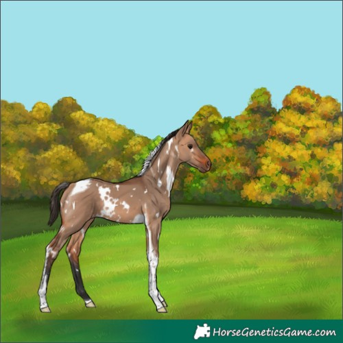 Horse Color:Unknown 