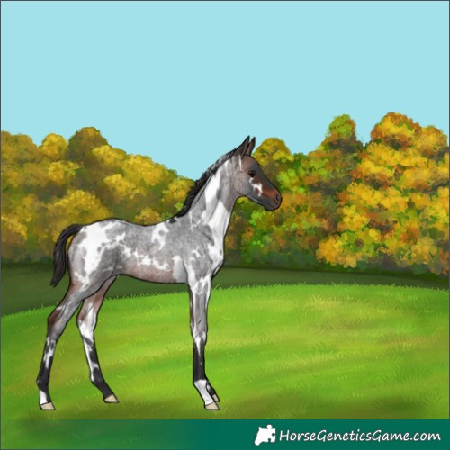 Horse Color:Unknown 