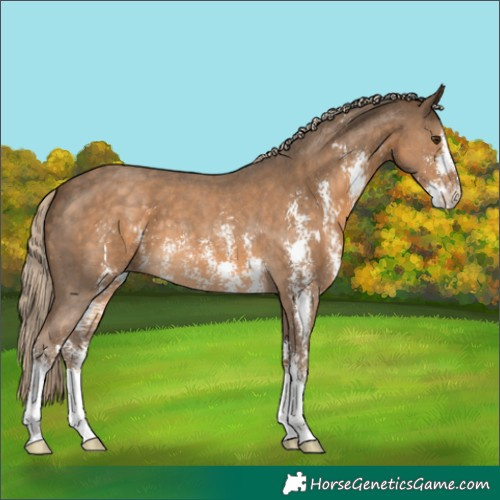 Horse Color:Chocolate Palomino Sabino 