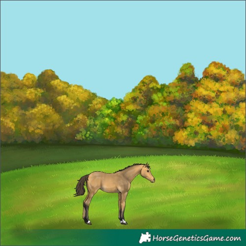 Horse Color:Buckskin 