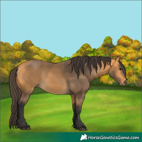Horse Color:Buckskin 