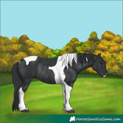 Horse Color:Black Tobiano Rabicano 