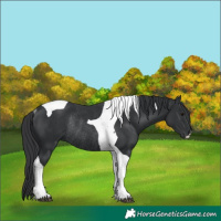 Horse Color:Black Tobiano Rabicano