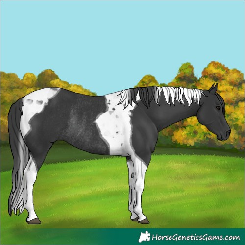 Horse Color:Black Tobiano Rabicano 