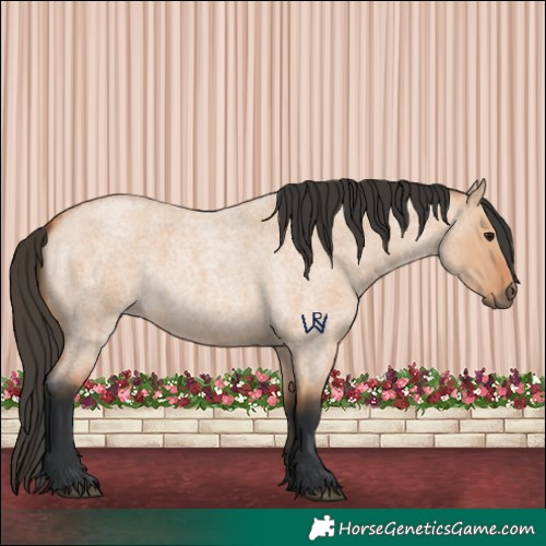 Horse Color:Bay Roan Dun 