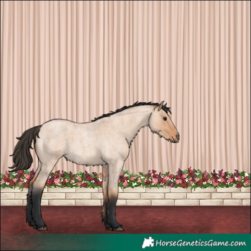 Horse Color:Bay Roan Dun 