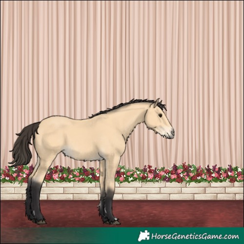 Horse Color:Buckskin 